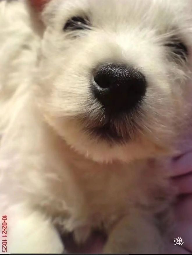 毒致9条犬只死亡获刑4年；当事人：对我而