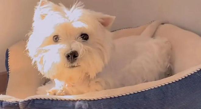 毒致9条犬只死亡获刑4年；当事人：对我而言都是输狗狗再也回不来了瓦力棋牌试玩宠物狗被毒死女子辞职追凶3年案件宣判：65岁被告投(图2)